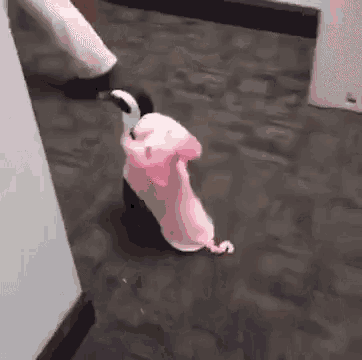 a black and white penguin is wearing a pink costume and walking on the floor .