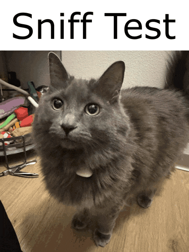 a gray cat standing on a wooden floor next to a sniff test sign