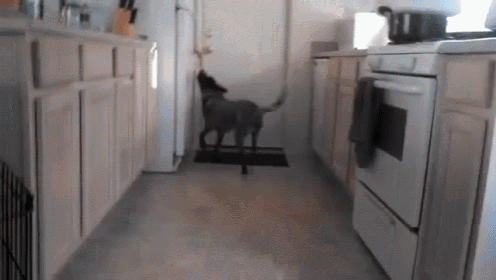 Dog Brings Beer GIF - Dog Fetch Trick GIFs