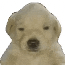 a close up of a polar bear holding a knife .