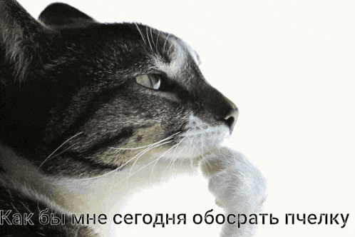 a close up of a cat 's face with the words " как бы мне сегодня обобрать пчелку " written below it