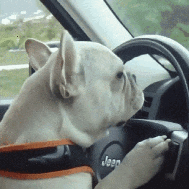 Dog Driving GIF - Dog Driving GIFs