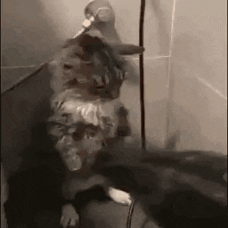 a cat is standing next to a person holding a toothbrush .