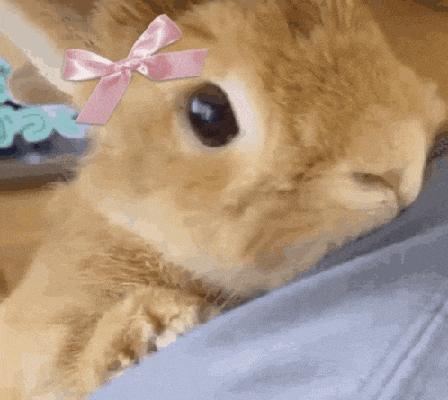 a cat with a pink bow on its head looks at the camera