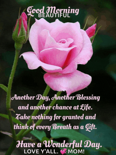 a pink rose with a good morning message written on it
