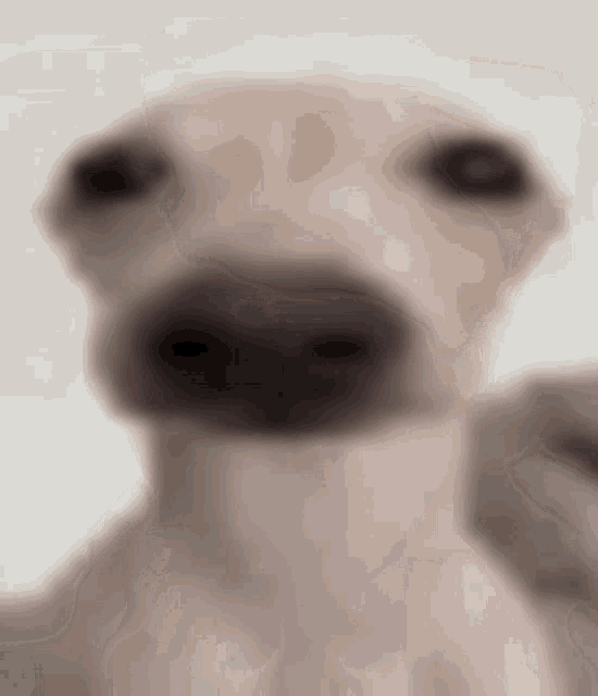 a close up of a dog looking at the camera