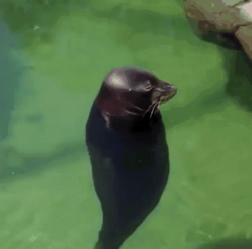 Seal Spinning Around GIF