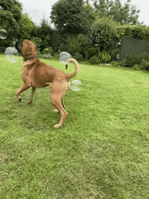 a brown dog is playing with soap bubbles in a yard