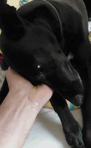 a black dog biting a person 's wrist while laying down