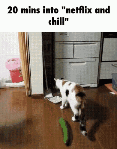 a cat is playing with a cucumber on the floor and says " 20 mins into " netflix and chill "
