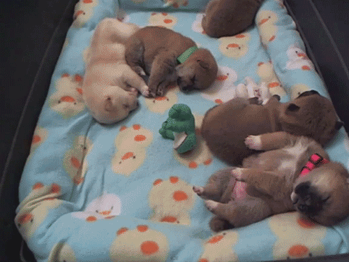 Sleepy Puppies GIF - Bed GIFs