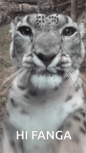 a close up of a leopard 's face with the words hi fang on the bottom