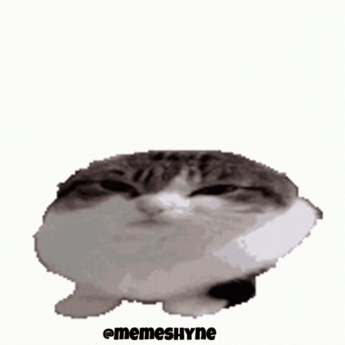 Angry Angry Cat GIF - Angry Angry Cat Memeshyne GIFs