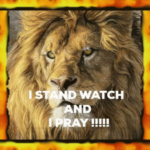Lion I Stand Watch GIF - Lion I Stand Watch Gospel GIFs