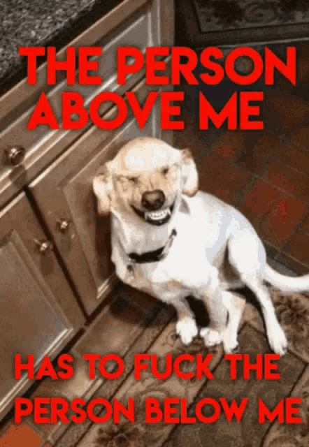 a picture of a dog with the words " the person above me has to fuck the person below me " on it
