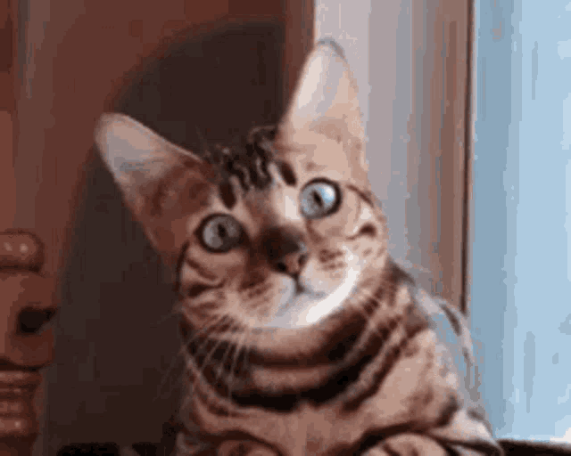 Curious Cat GIF - Curious Cat GIFs