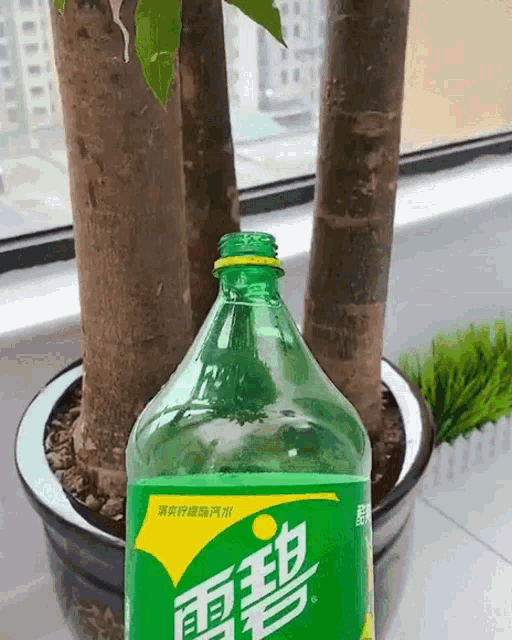 a bottle of sprite sits in front of a plant