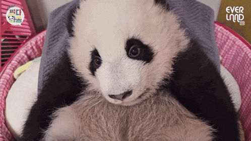 a baby panda bear is wrapped in a towel in a pink basket with ever land written on it