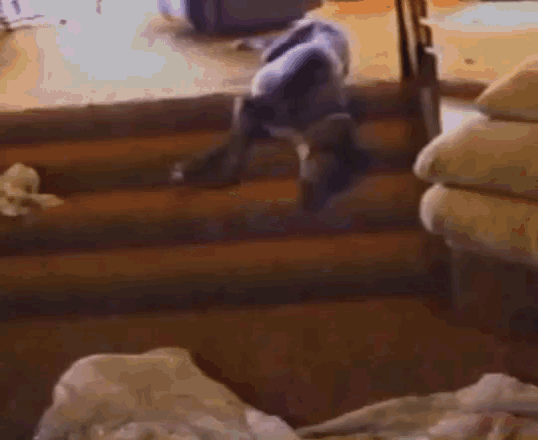 Funny Animals Dogs GIF - Funny Animals Dogs Idontwantto GIFs