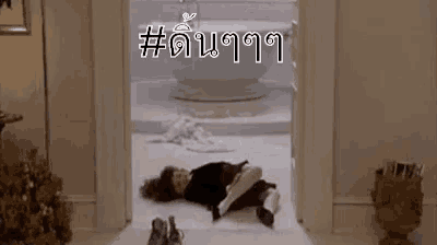 a person is laying on the floor in a room in front of a bathroom .