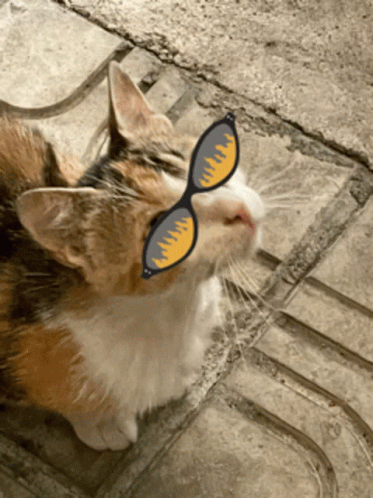 Swag Cool GIF - Swag Cool Cat GIFs