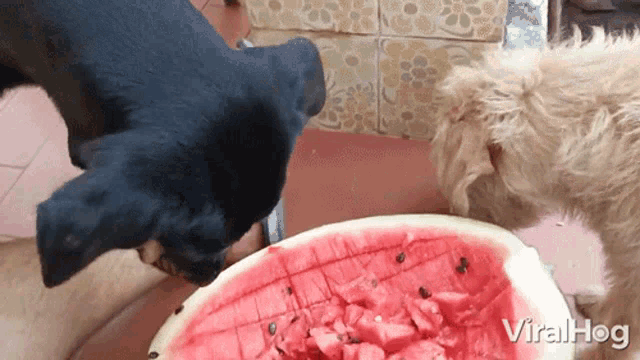 Dogs Eating Watermelon Viralhog GIF - Dogs Eating Watermelon Viralhog Dogs Sharing Watermelon GIFs