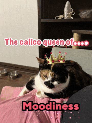a calico cat with a crown on its head is laying on a person 's lap