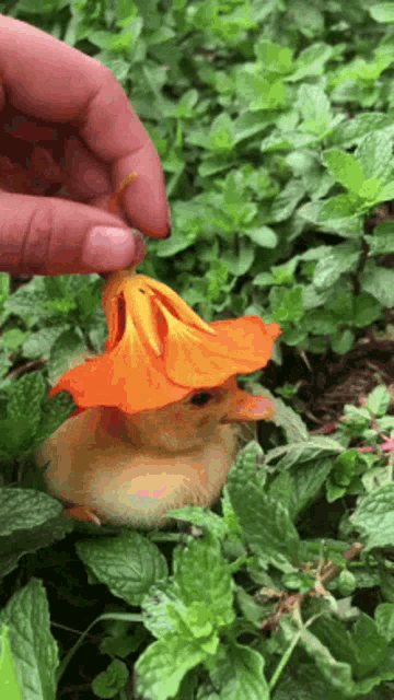 a person is holding a flower in their hand while a bird is sitting in the grass .