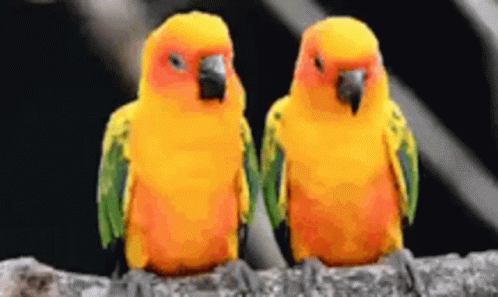 Love Birds Parrots GIF - Love Birds Parrots Cute GIFs
