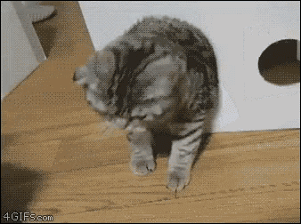 Funny Hilarious GIF - Funny Hilarious Cat GIFs