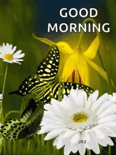 Good Morning Butterfly GIF - Good Morning Butterfly Flower GIFs