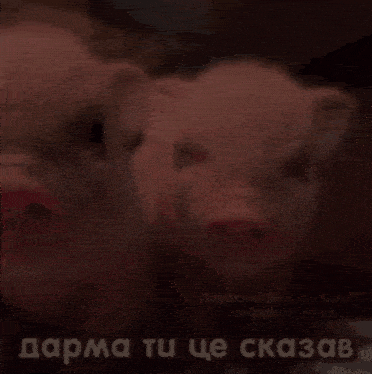 two pigs are standing next to each other with a lightning bolt behind them in a foreign language