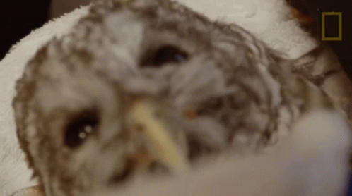 Staring Yukon Do It GIF - Staring Yukon Do It Owl You Need To Know About Owls GIFs