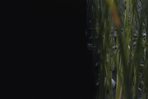 a man in a plaid shirt is looking through a bunch of tall grass