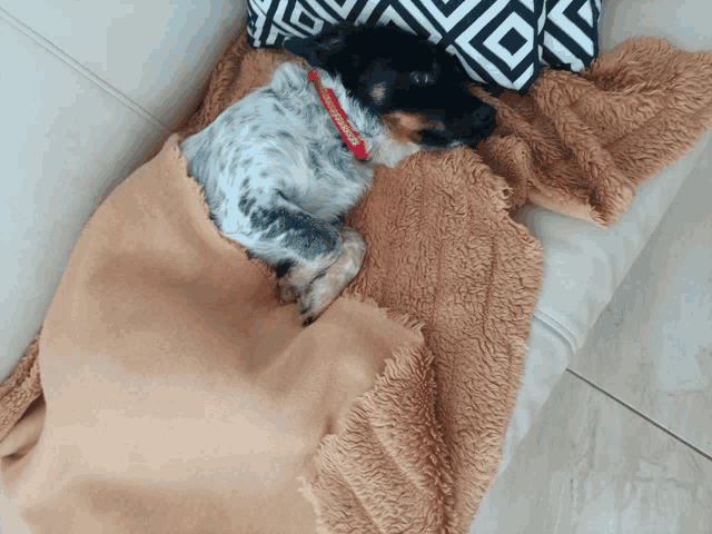 a dog wearing a red collar is wrapped in a blanket on a couch