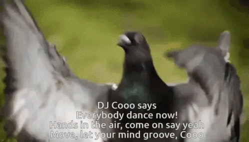 Pigeon Dove Coo Dj Dance Yeah Groove GIF - Pigeon Dove Coo Dj Dance Yeah Groove Dance GIFs