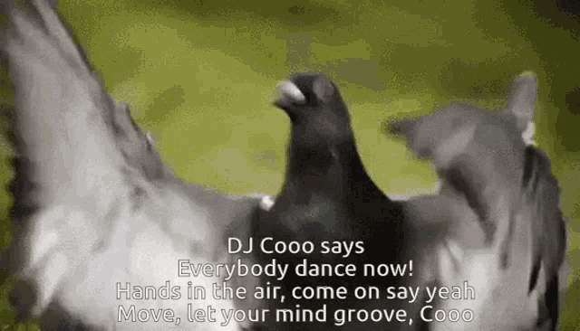 a pigeon says " dj cooo says everybody dance now hands in the air come on say yeah move let your mind groove "