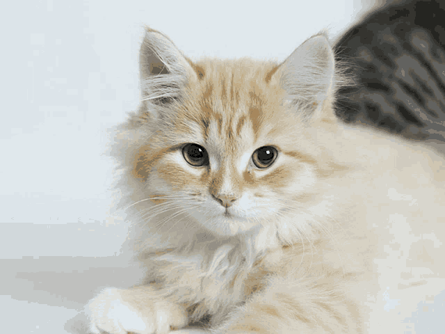 a close up of a fluffy orange and white kitten