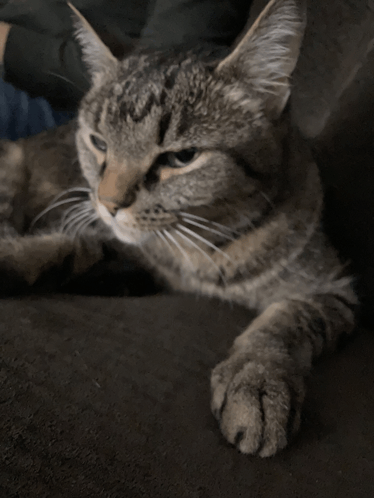 Cat Anger GIF - Cat Anger GIFs