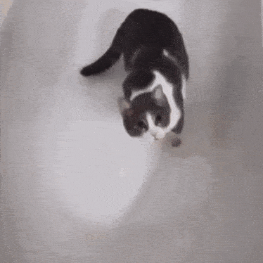 Cat Kitty GIF - Cat Kitty Kitty Cat Water GIFs