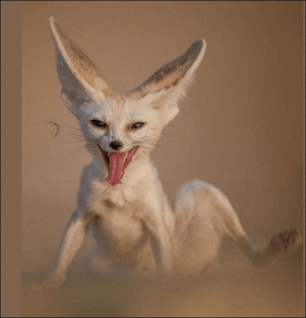 a close up of a fox with its mouth open and its tongue hanging out