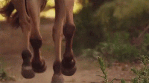 Run GIF - Horse Horses Equine GIFs