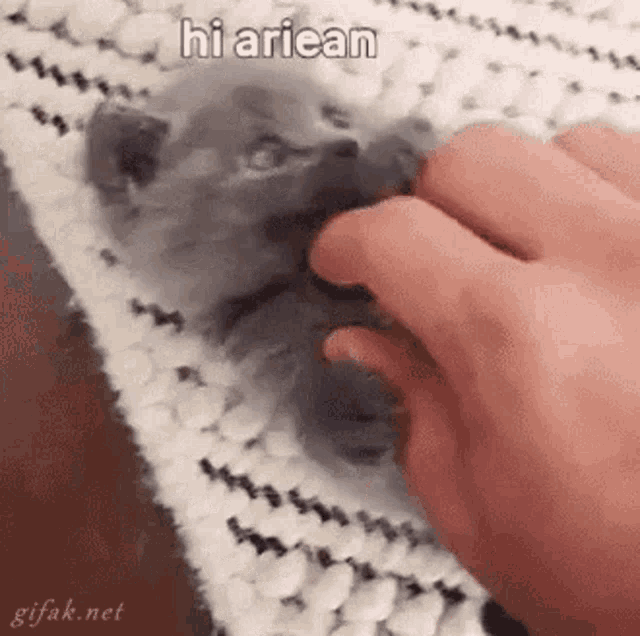 a person is petting a kitten on a blanket with their finger .