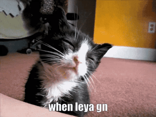 a black and white cat with the words when leya gn on the bottom right