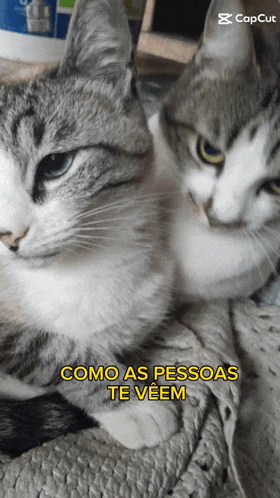 two cats are laying next to each other and the caption says como as pessoas te veem