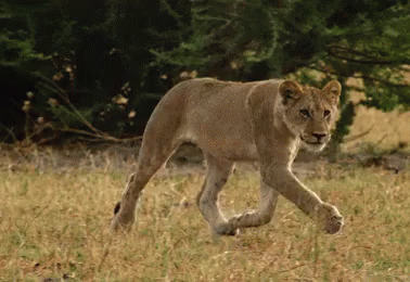 Sneaking Up And Blending In GIF - Wild Animals Lions Sneaking GIFs