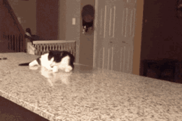 Scary Cat Hiss GIF - Scary Cat Hiss Im Bad GIFs