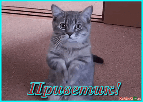 a gray cat is sitting on its hind legs in front of a blue border that says " ii "