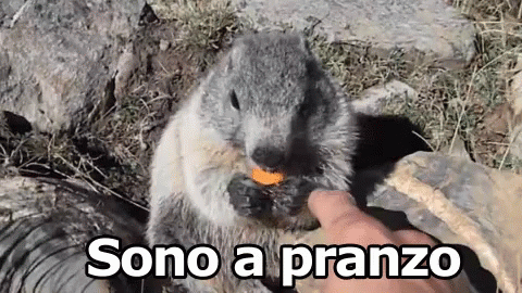 Marmotta Pranzo Mangiare Animale Montagna GIF - Groundhog Marmot Eat GIFs