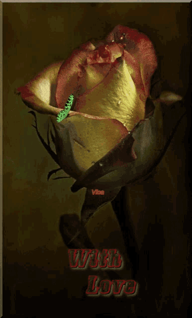 a picture of a rose with a green butterfly and the words with love